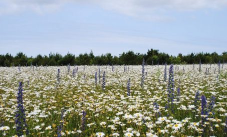 Why book a spring holiday in Cornwall?