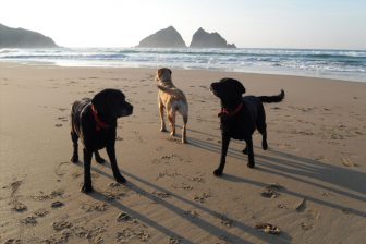 Dogs on Holywell Bay in front of Gull rocks