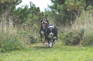 Dog friendly holidays