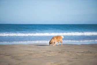 Dog Friendly Trevornick